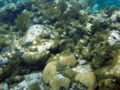 Gr Cayman Reef