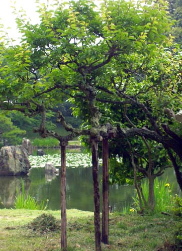 3w. Hakone Pond
