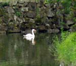 3n. Hakone Swan