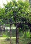 3w. Hakone Pond