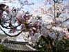 150 Cherry Blossoms