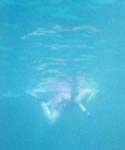 Sharon Swimming 03
