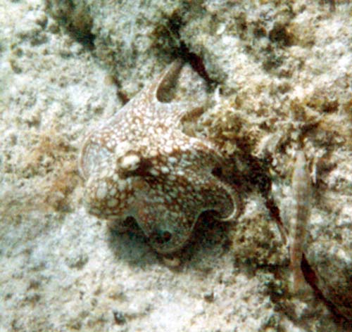 5 Octopus Swimming
