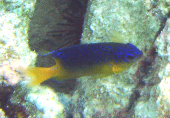 Beaugregory (Juvenile)
