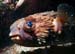 Baloonfish (fr web)