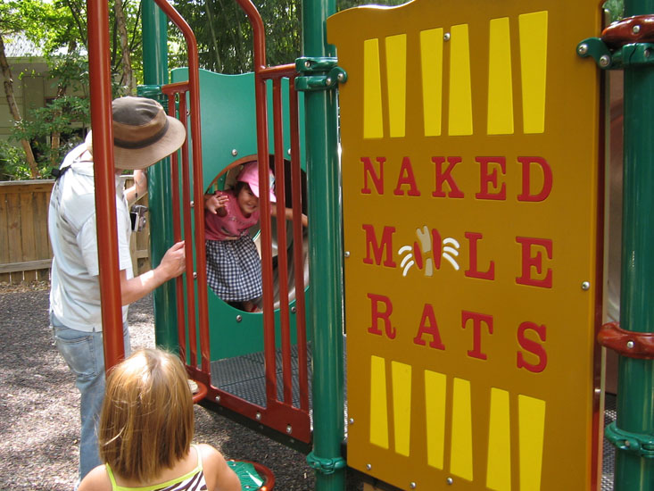 19-08 Naked Mole Rat