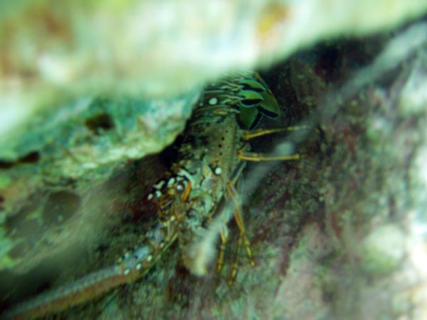 Caribean Spiny Lobster