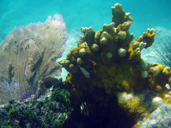 Coral at Saltpond