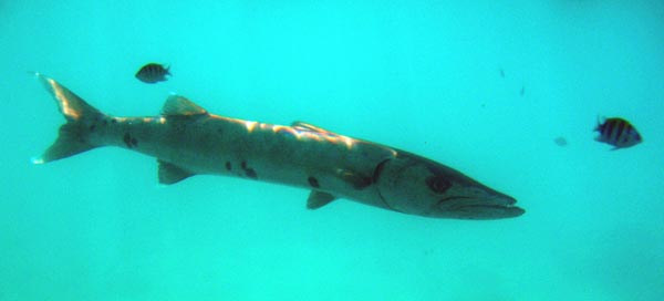 Barracuda Adult