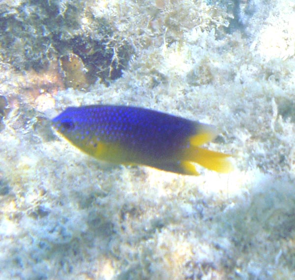 Beaugregory Juvenile
