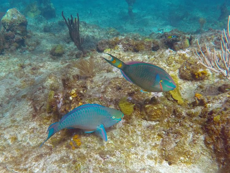 Queen and Stoplight Parrotfishes