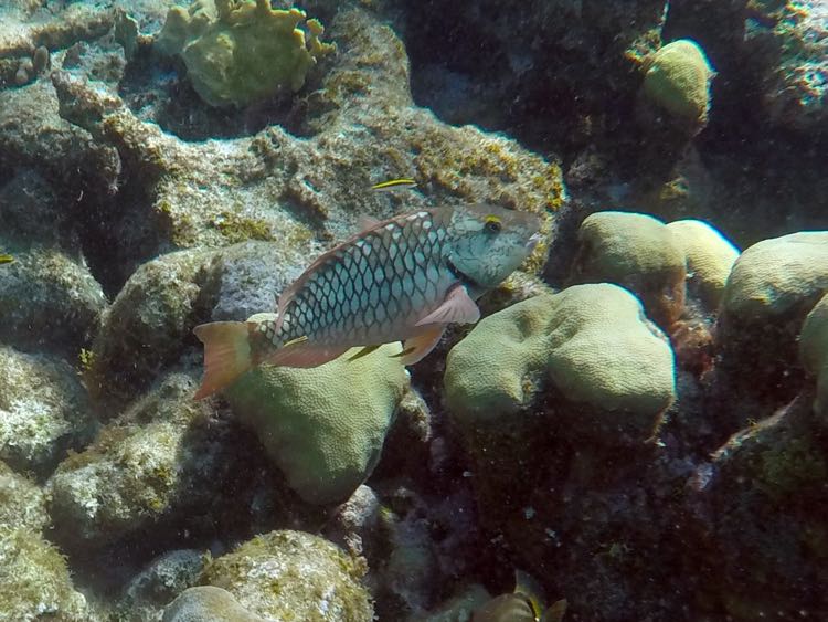 Stoplight Parrotfish Juvenile (12