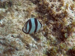 Banded Butterflyfish (4
