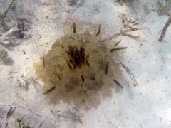 Upside Down Jellyfish (6
