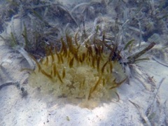Upside Down Jellyfish (6