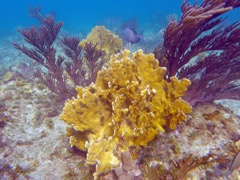 Branching Fire Coral
