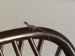 Barred (or Spoted) Anole