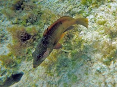 Cymothoid Isopod on a Coney