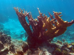Elkshorn Coral