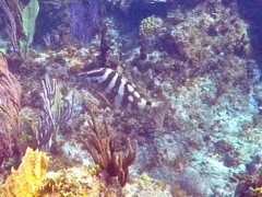 Nassau Grouper (36