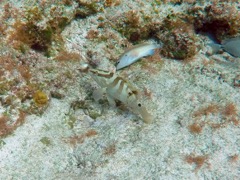 Nassau Grouper Juvenile (6