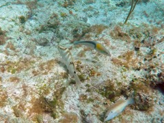Nassau Grouper Juvenile (6