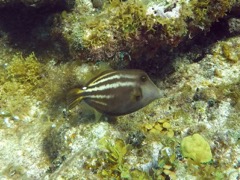 Orange-Spotted Filefish