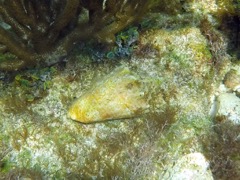 Queen Conch (8