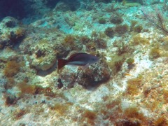 Queen Parrotfish Juvenile (12
