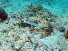 Sand Tilefish (12