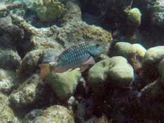 Stoplight Parrotfish Juvenile (12