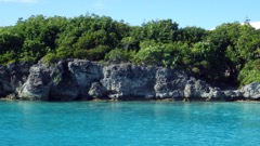 Coral Rocks