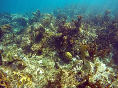 Healthy Reef