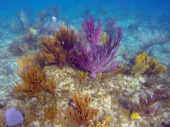 Reef Colors