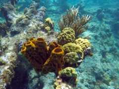 Branching vase sponge and Mustard-Hill Coral