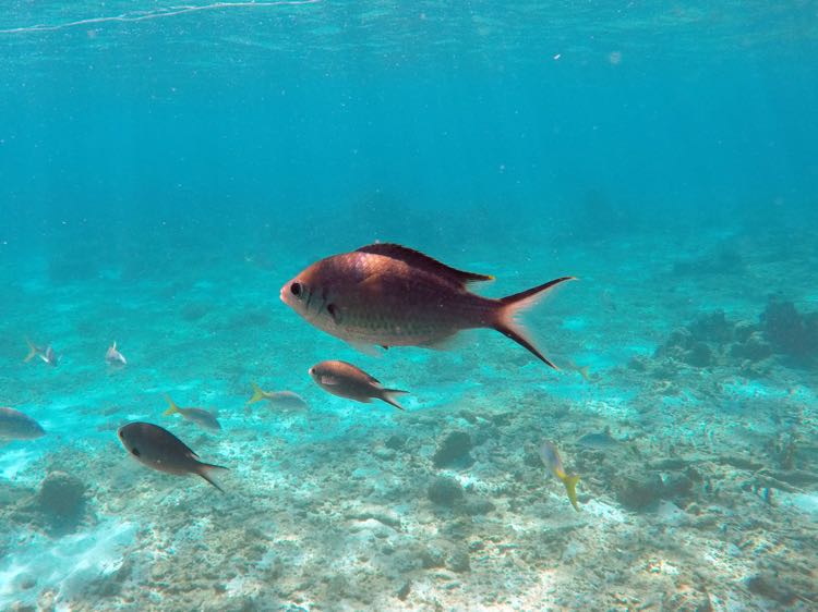 Brown Chromis (4