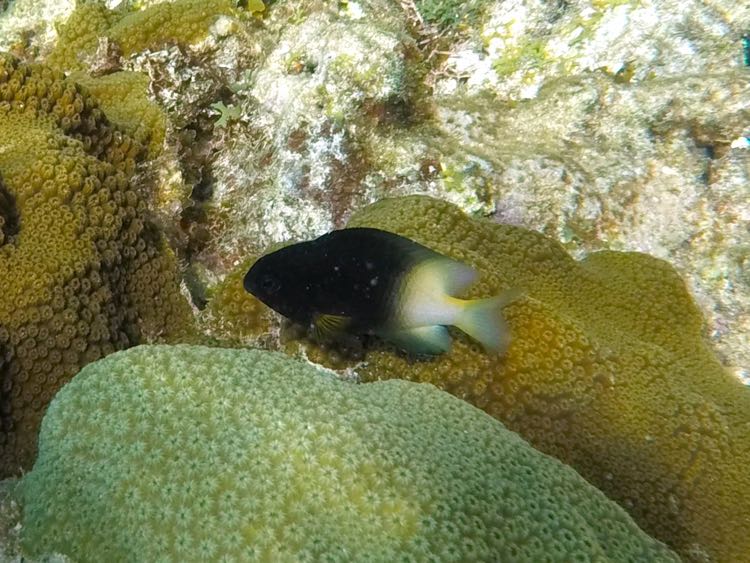 Bicolor Damselfish (2