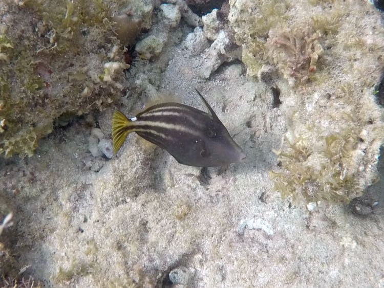 Orange Spotted Filefish