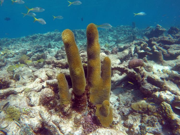 Pillar Coral