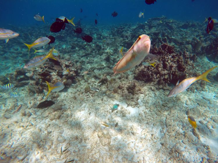 Slippery Dick Wrasse (6