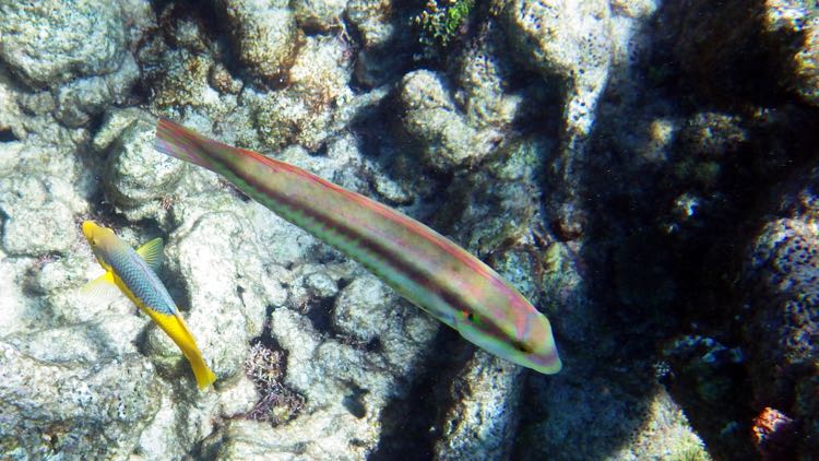 Slippery Dick Wrasse (8