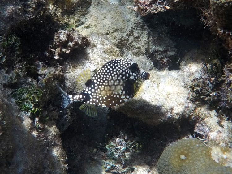 Smooth Trunkfish (6