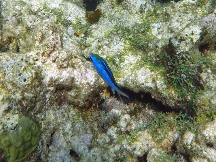 Blue Chromis (1.5