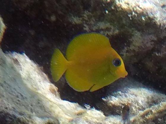 Blue Tang baby (3/4