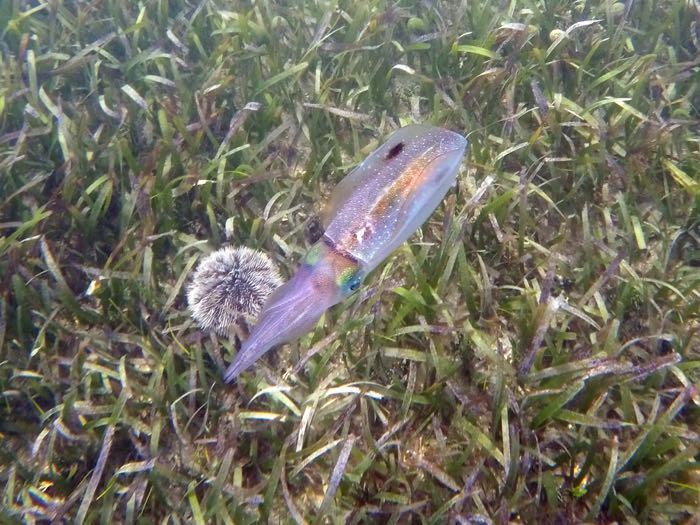 Caribbean Reef Squid