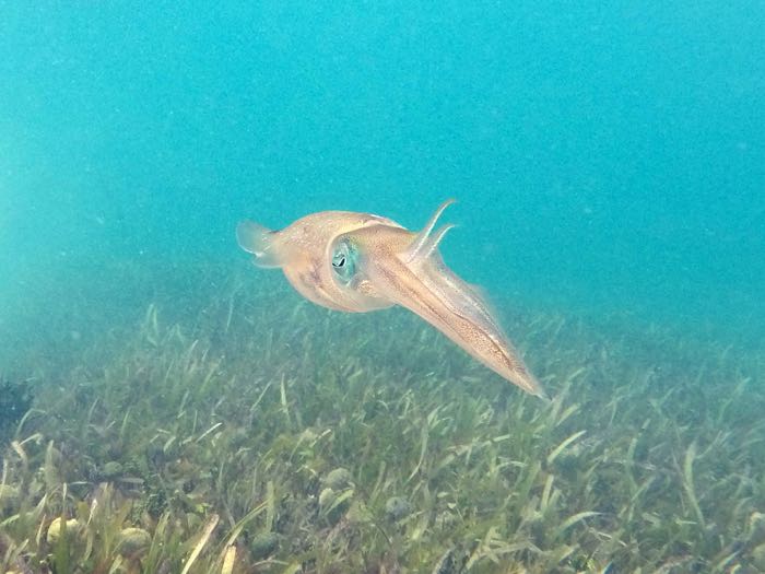 Caribbean Reef Squid