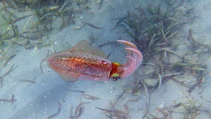 Caribbean Reef Squid