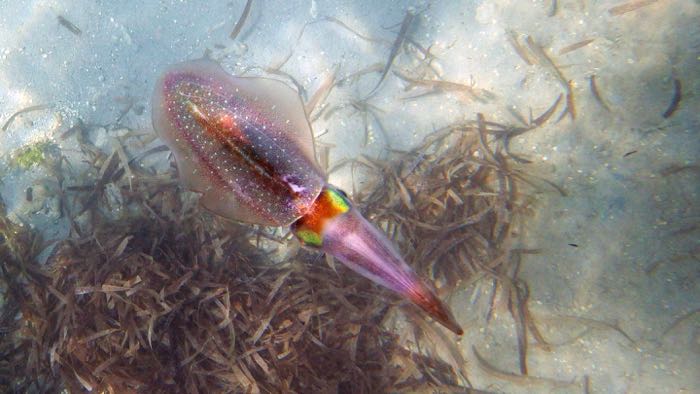 Caribbean Reef Squid