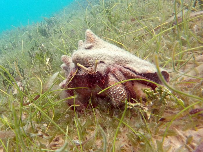 Giant Hermit Crab