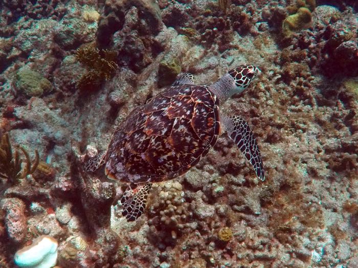 Hawksbill Seaturtle